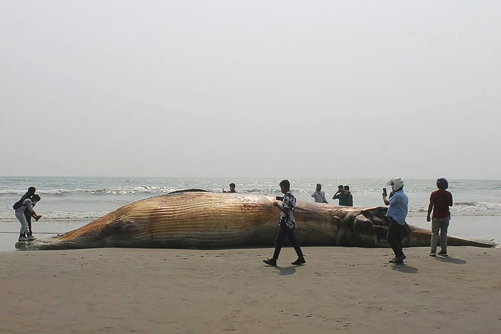 Two dead whales wash up on Bangladesh beach