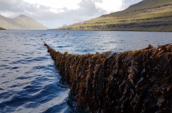 Researchers say cultivated seaweed can soak up excess nutrients plaguing human health and marine life