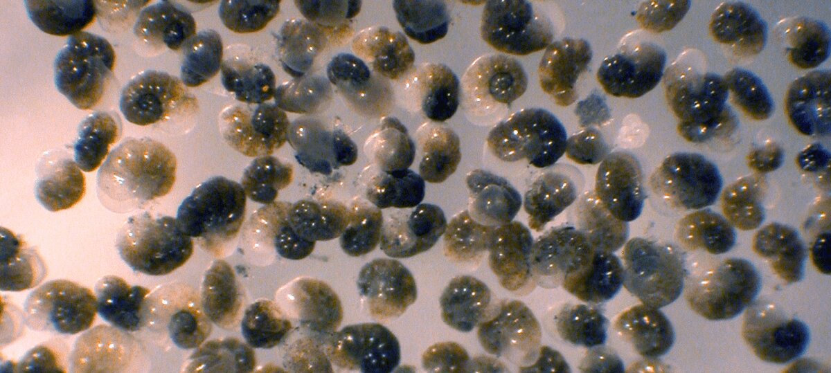 Some forams could thrive with climate change, metabolism study finds