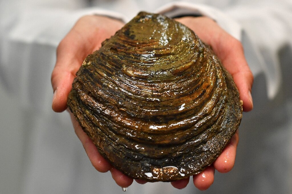 Hatchery reviving Britain's near-extinct local oysters