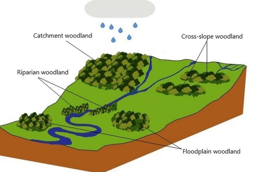 What role do forests play for natural flood management in the UK?