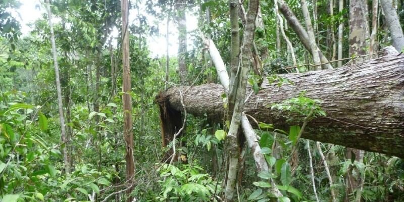 Climate change is causing high tree mortality in southern Amazon