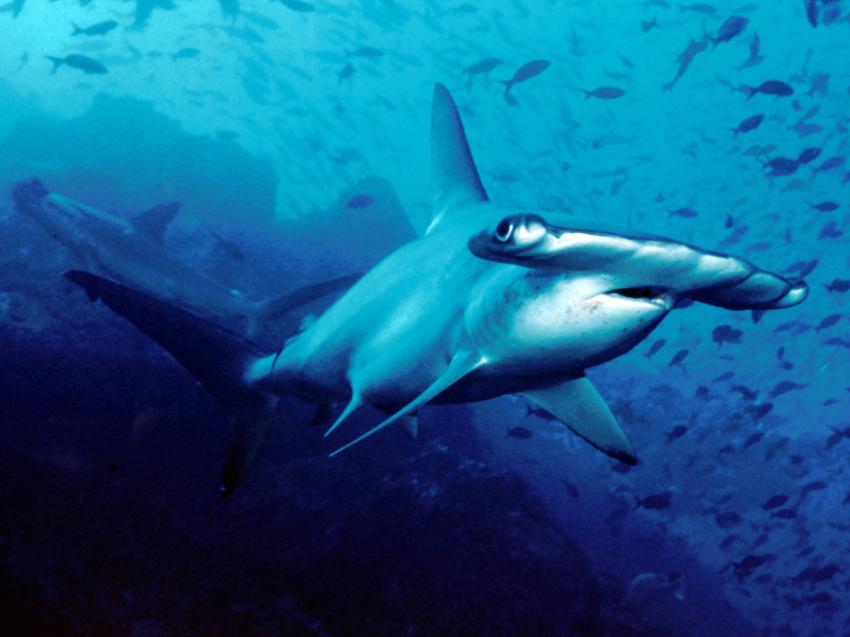A study of more than 3,000 sharks has identified the most common South Florida species