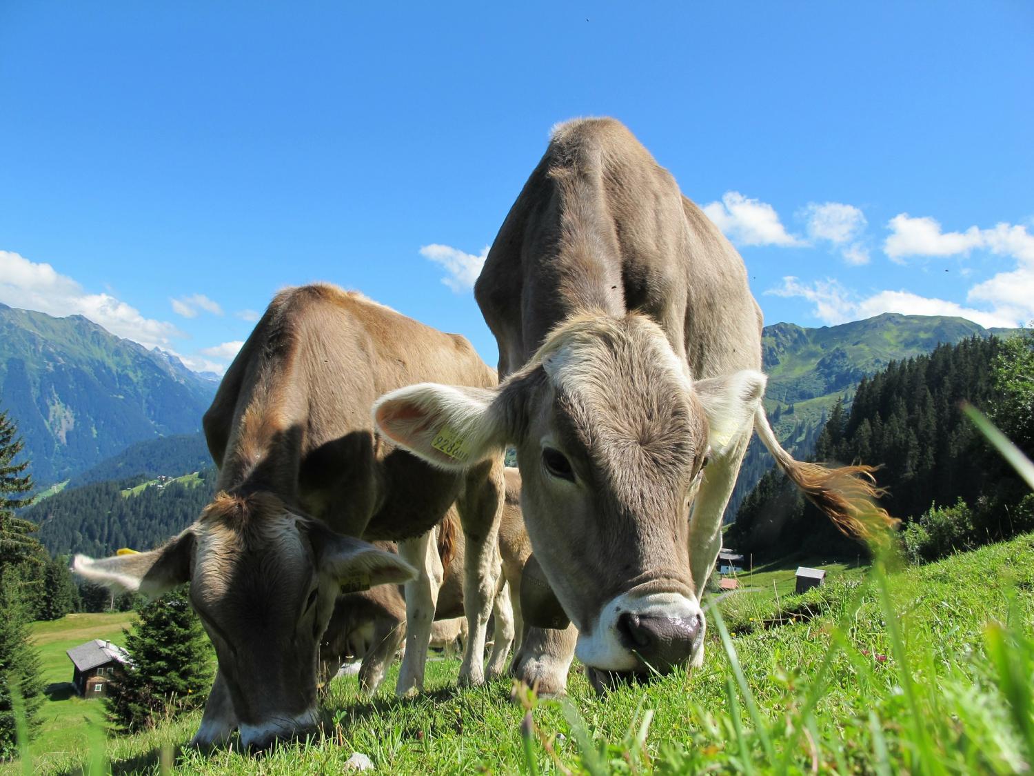 Meat and dairy companies slow to commit to net-zero emissions, new analysis finds
