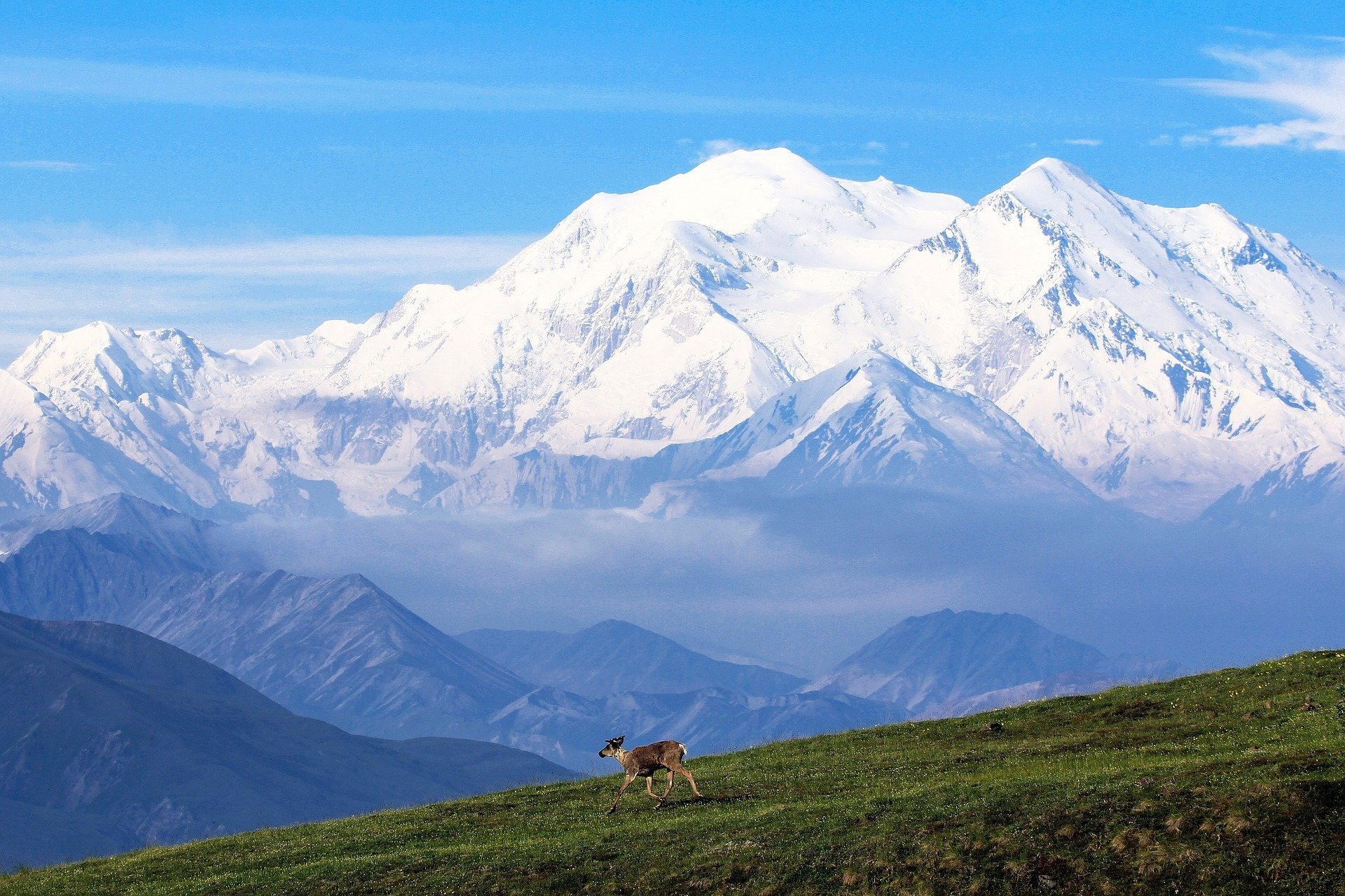 No evidence that predator control will save mountain caribou, study says