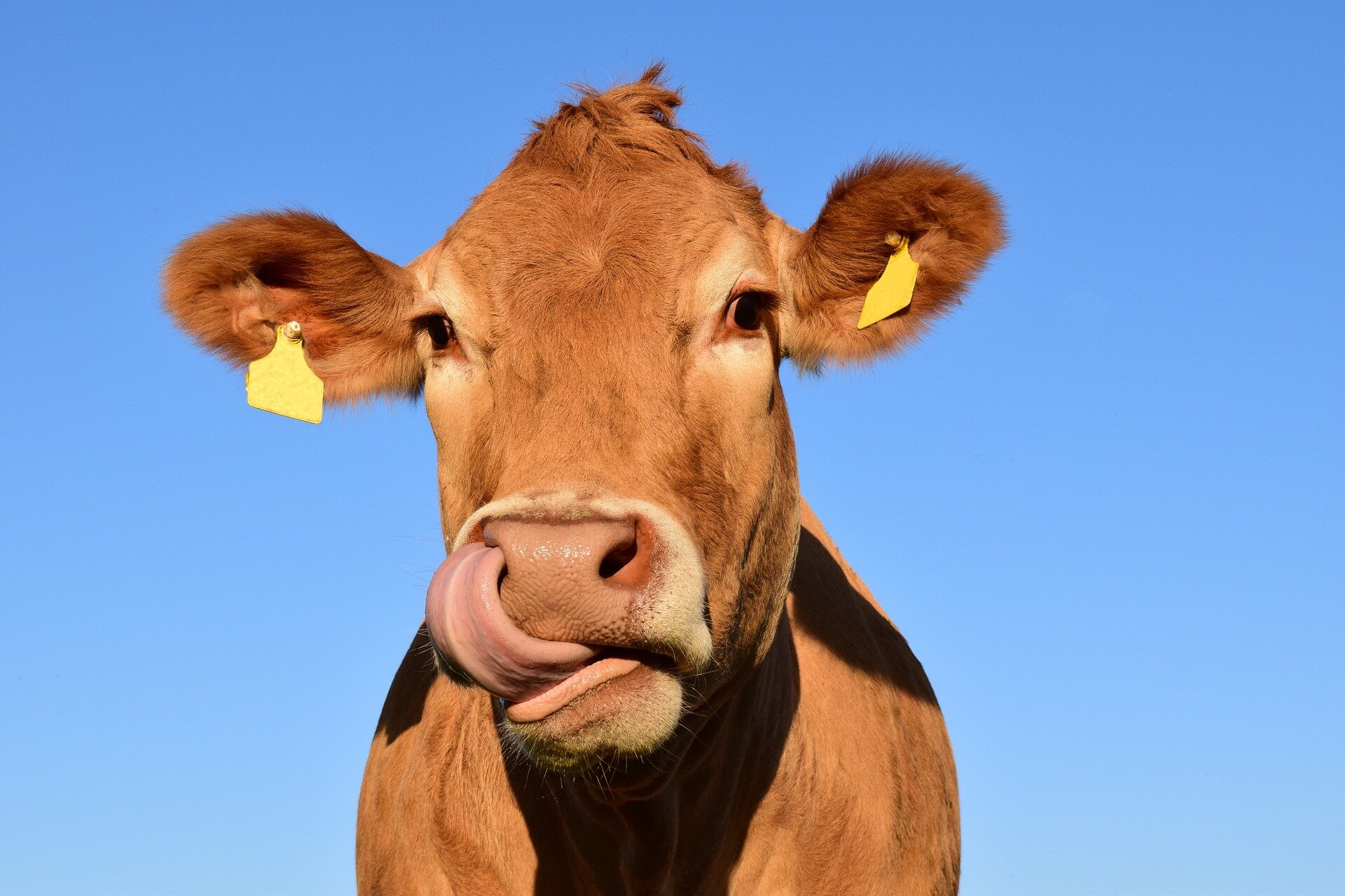 Researchers control cattle microbiomes to reduce methane and greenhouse gases