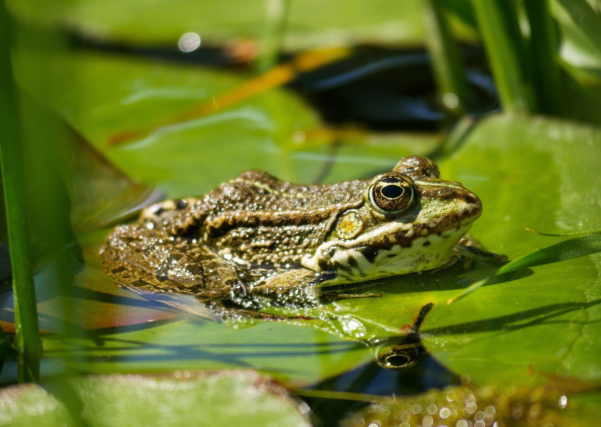 Lost frogs rediscovered with environmental DNA