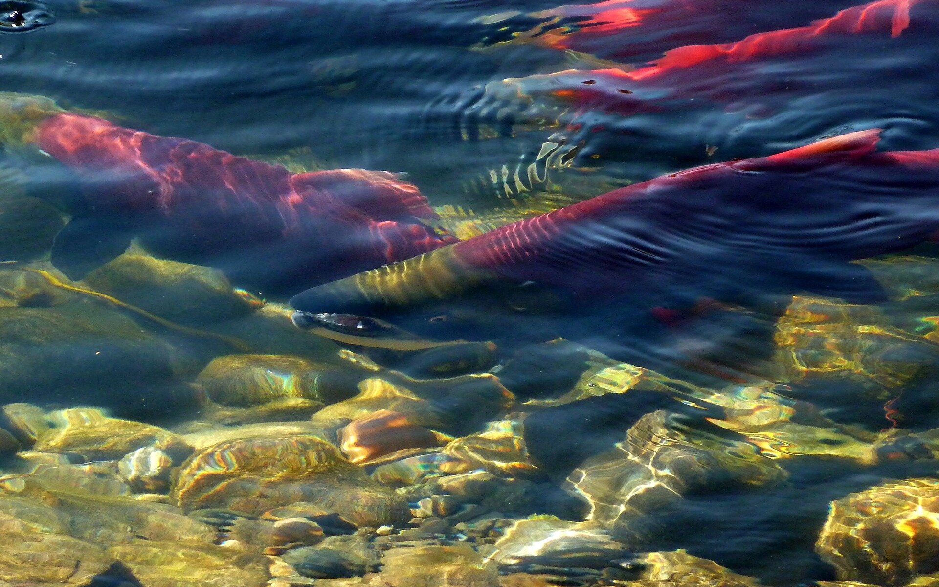 Washington dam removal means 37 more miles of salmon habitat restored