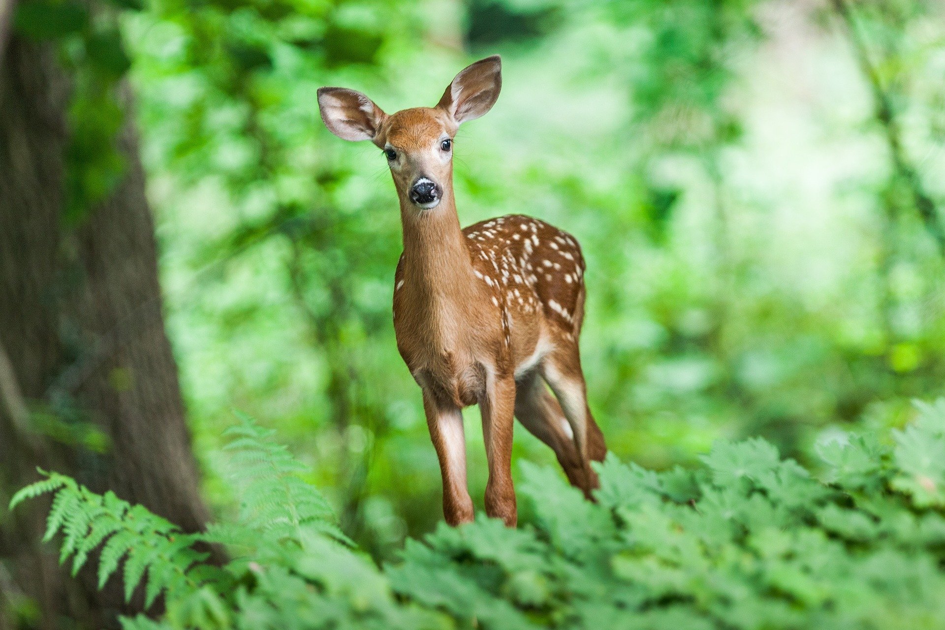 Understanding deer damage is crucial when planting new forests