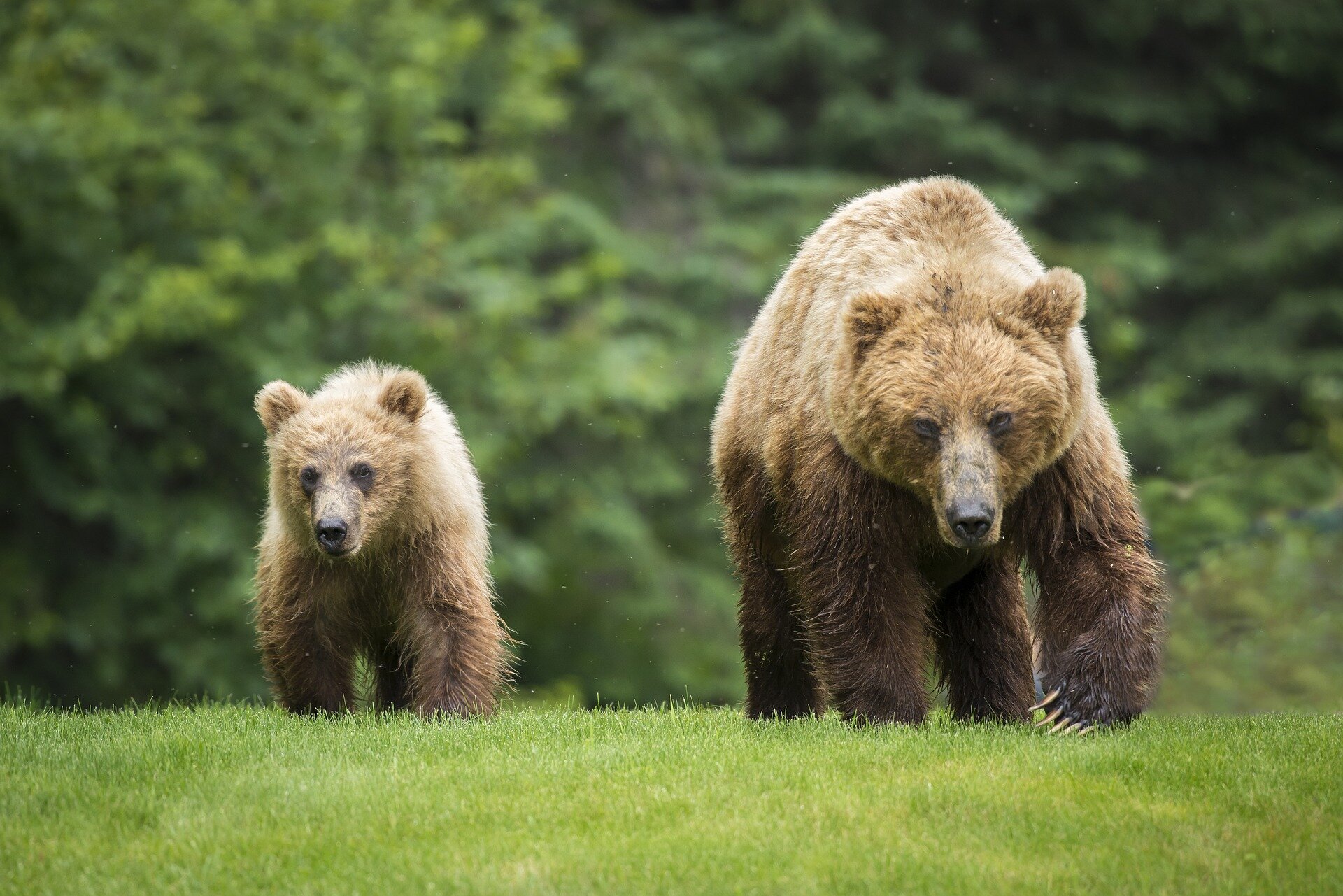 US: mountain pine tree that feeds grizzlies is threatened