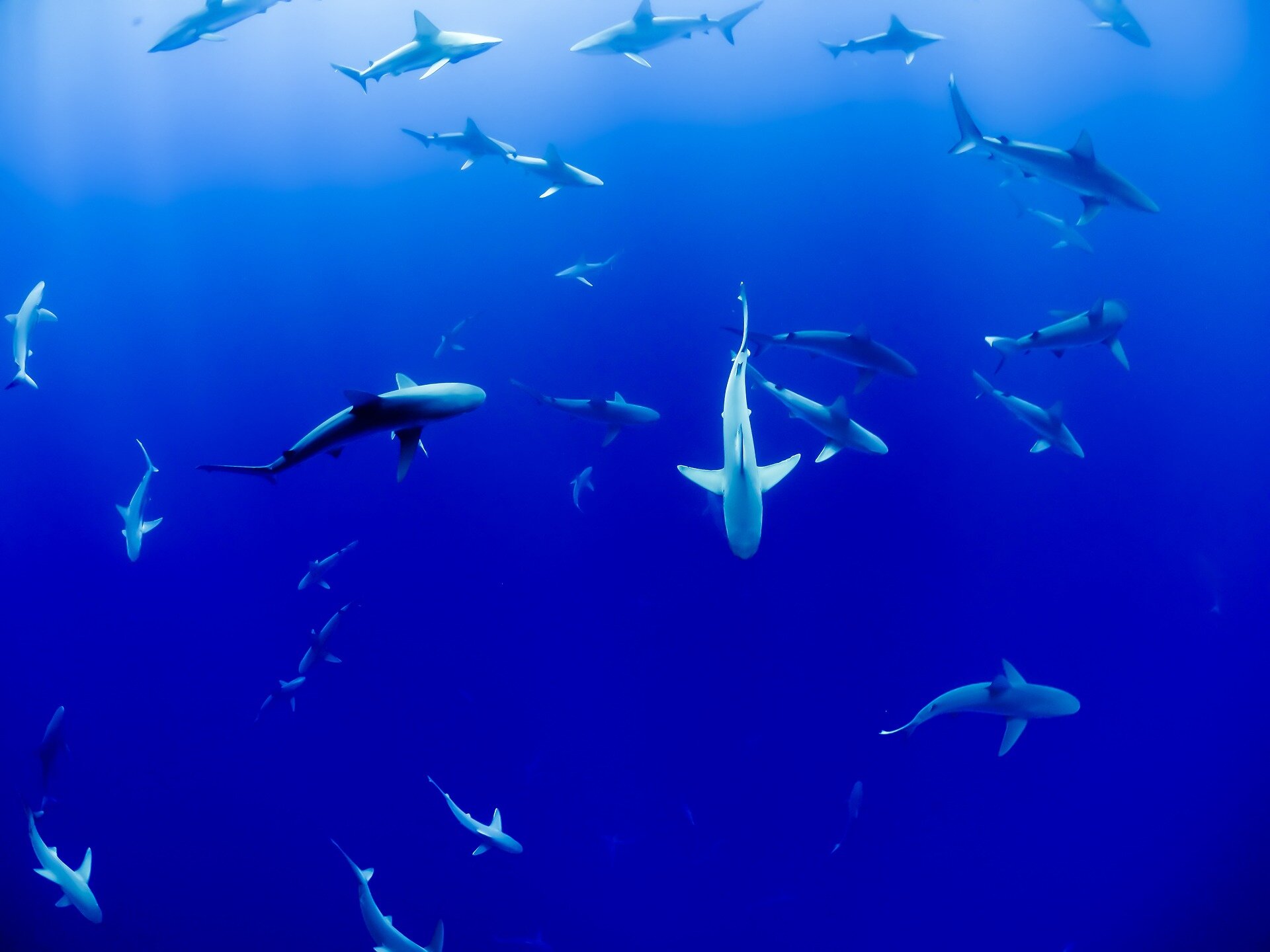 Monster shark movies harm shark conservation efforts