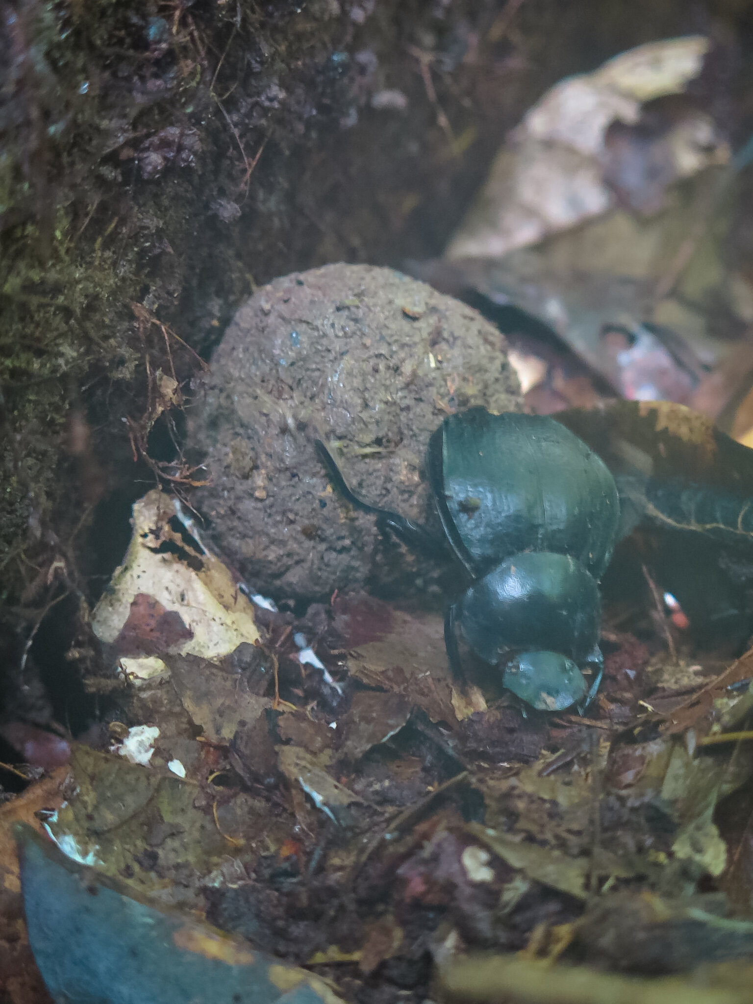 New research shows that El Nino contributes to insect collapse in the Amazon