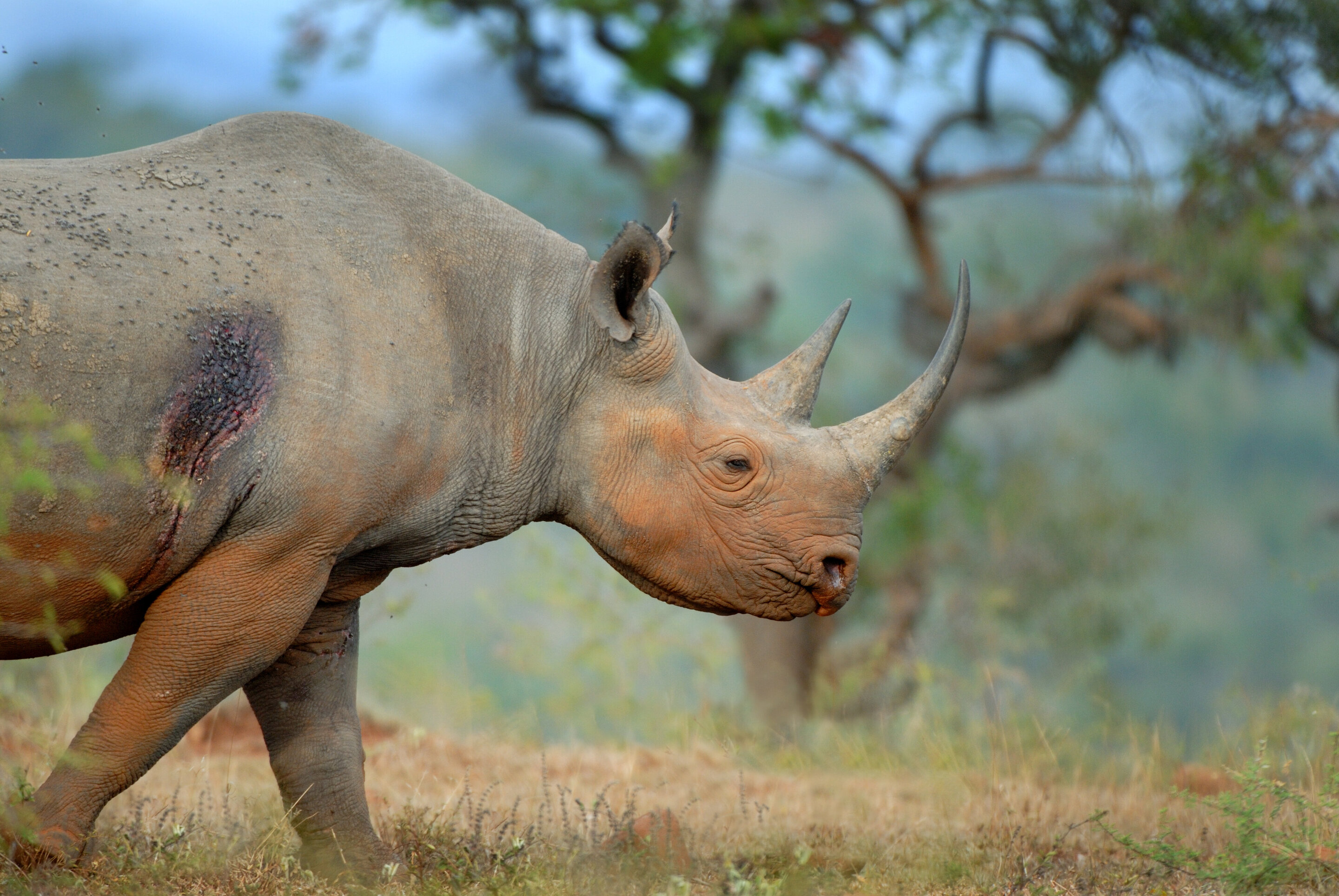 Black rhinos eavesdrop on the alarm calls of hitchhiking oxpeckers to avoid humans