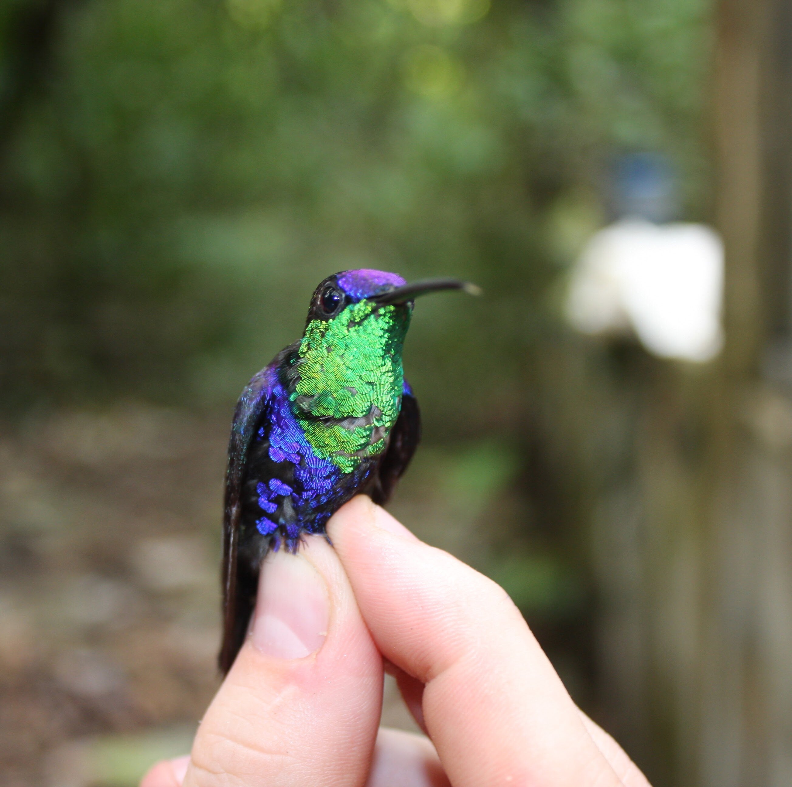 Hummingbirds show up when tropical trees fall down