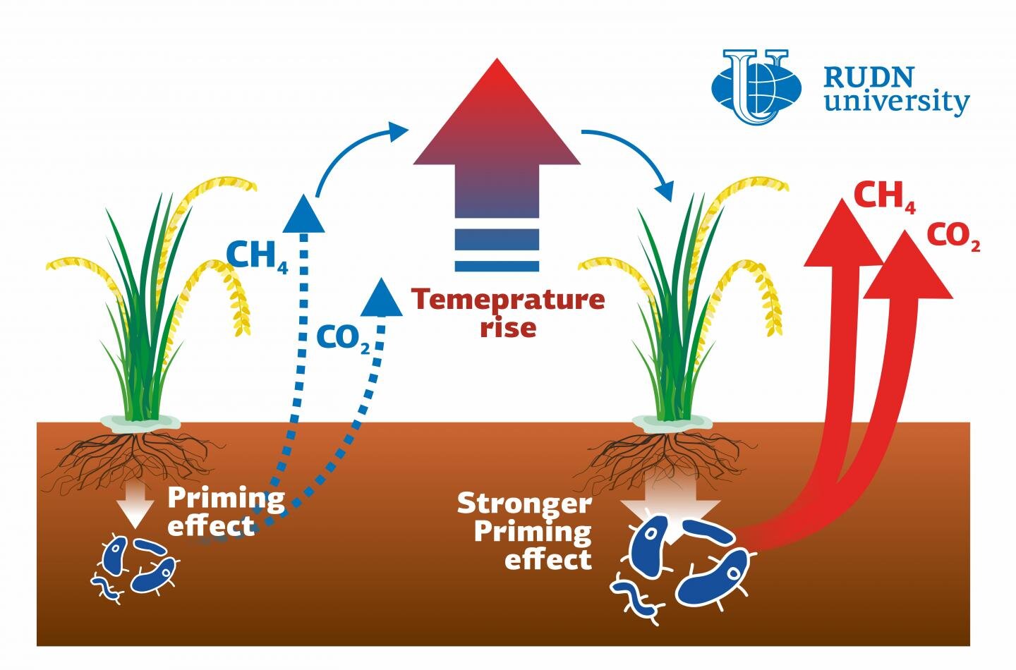 Scientist shows global warming effect on greenhouse gas emissions in paddy soils