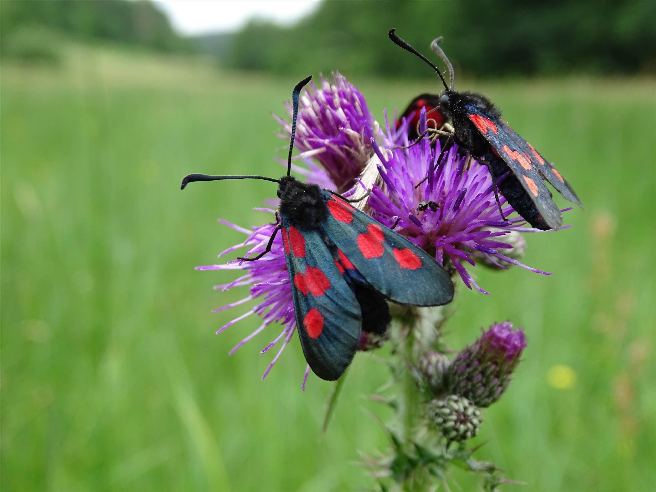 Local changes in species diversity in Europe