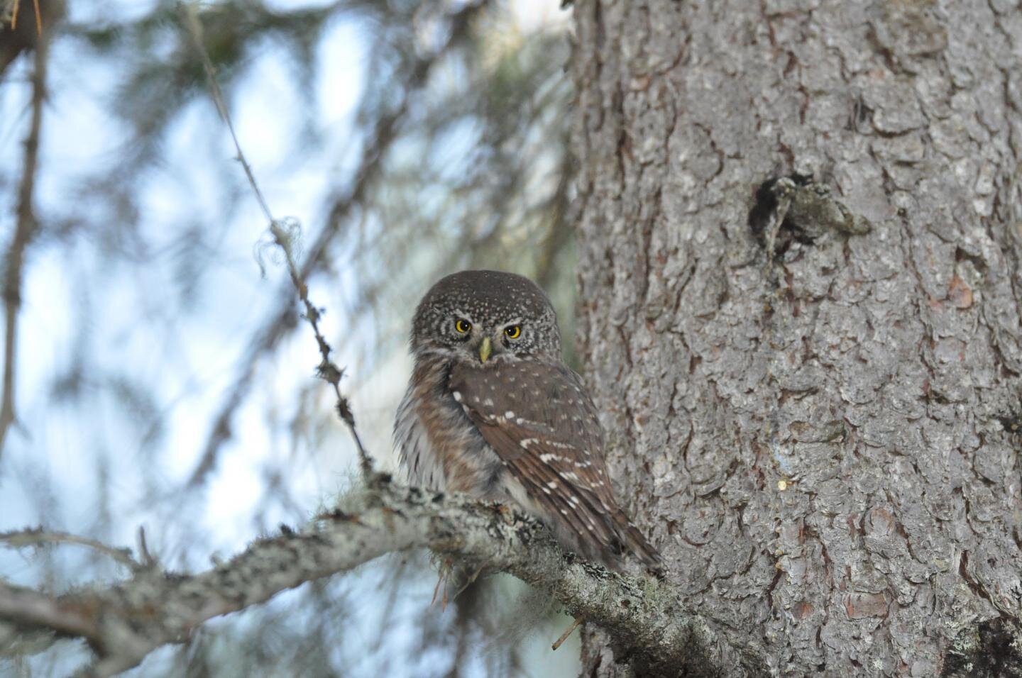 Climate change may melt the 'freezers' of pygmy owls and reduce their overwinter survival