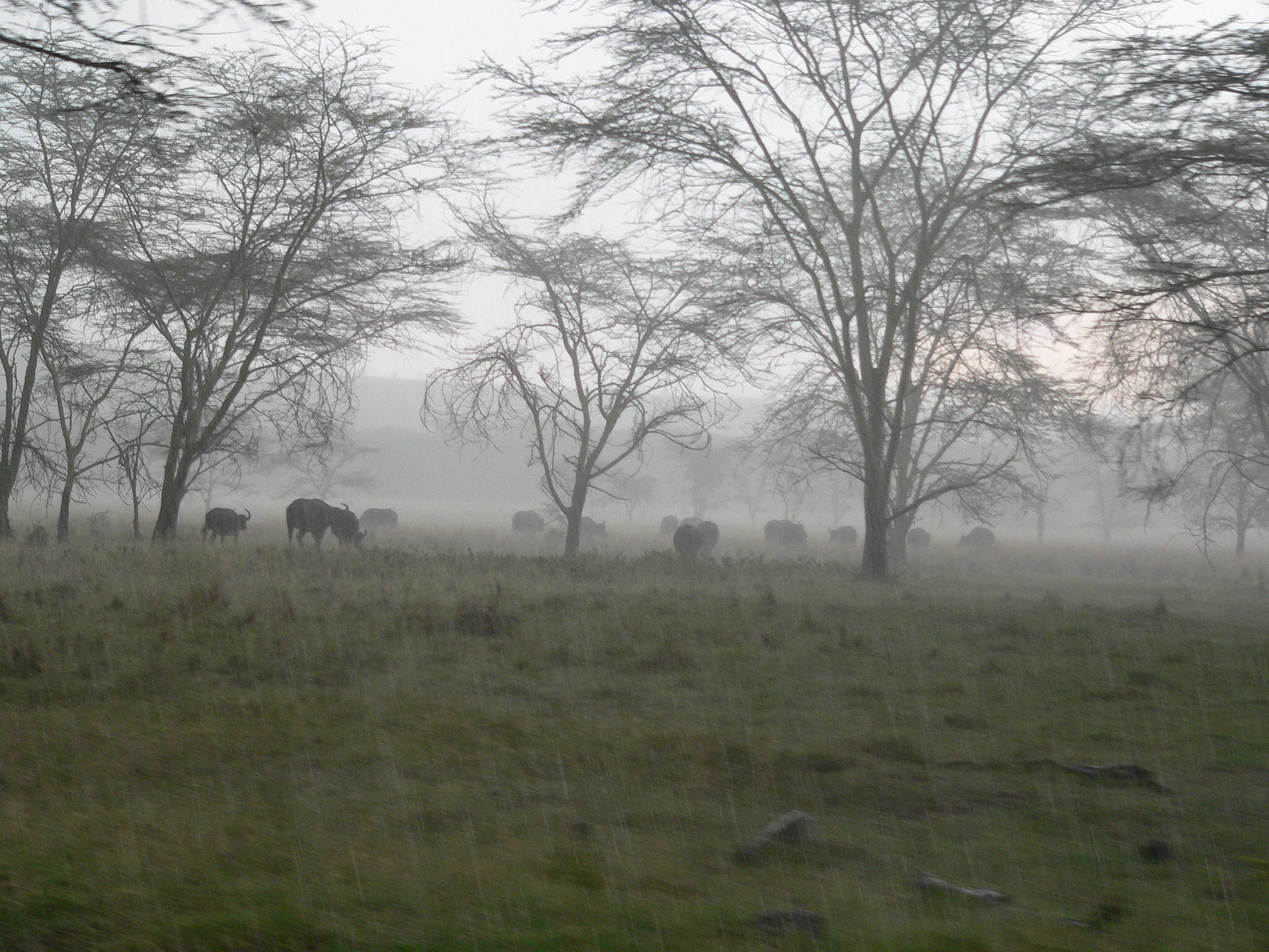 Climate change projected to increase seasonal East African rainfall