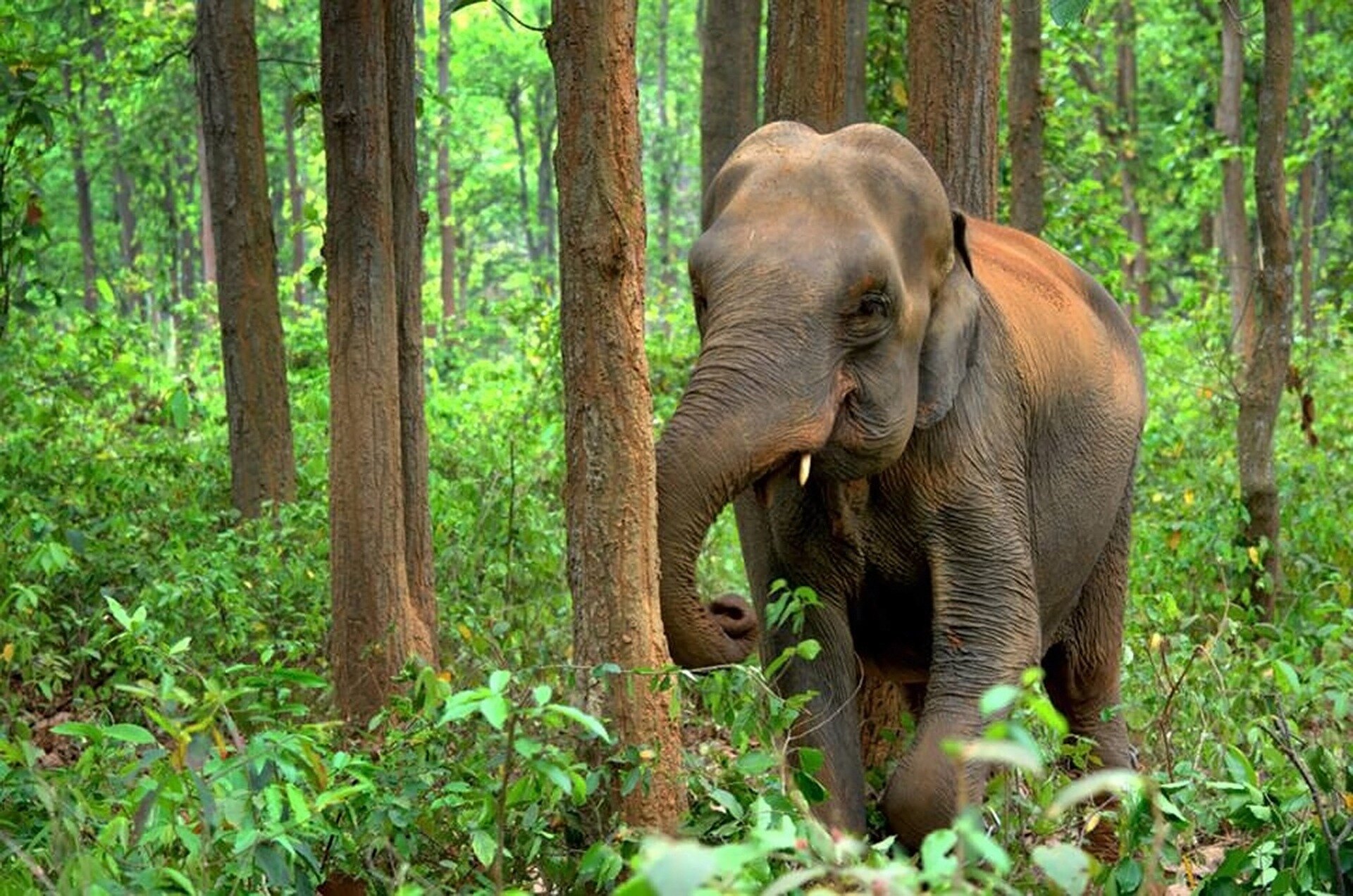 New findings highlight threatened status of forest elephants