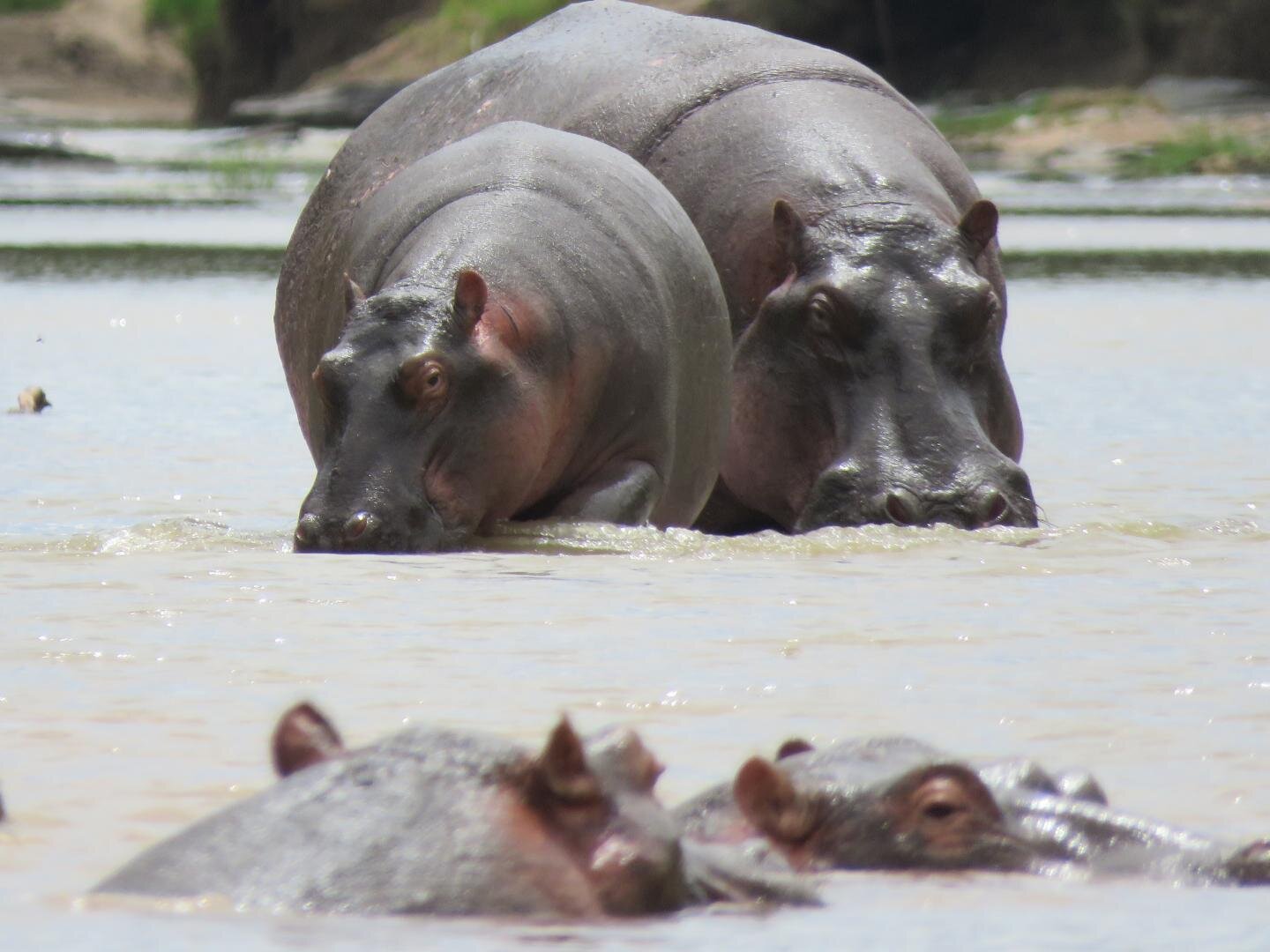 Cattle vs. hippopotamus: Dung in rivers of the savannah