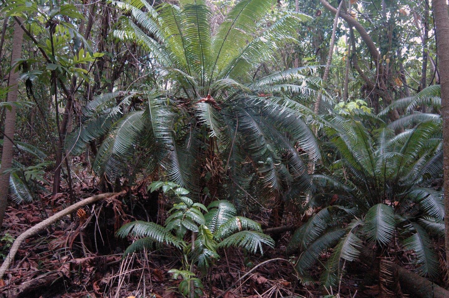 Cycad plants provide an important 'ecosystem service'