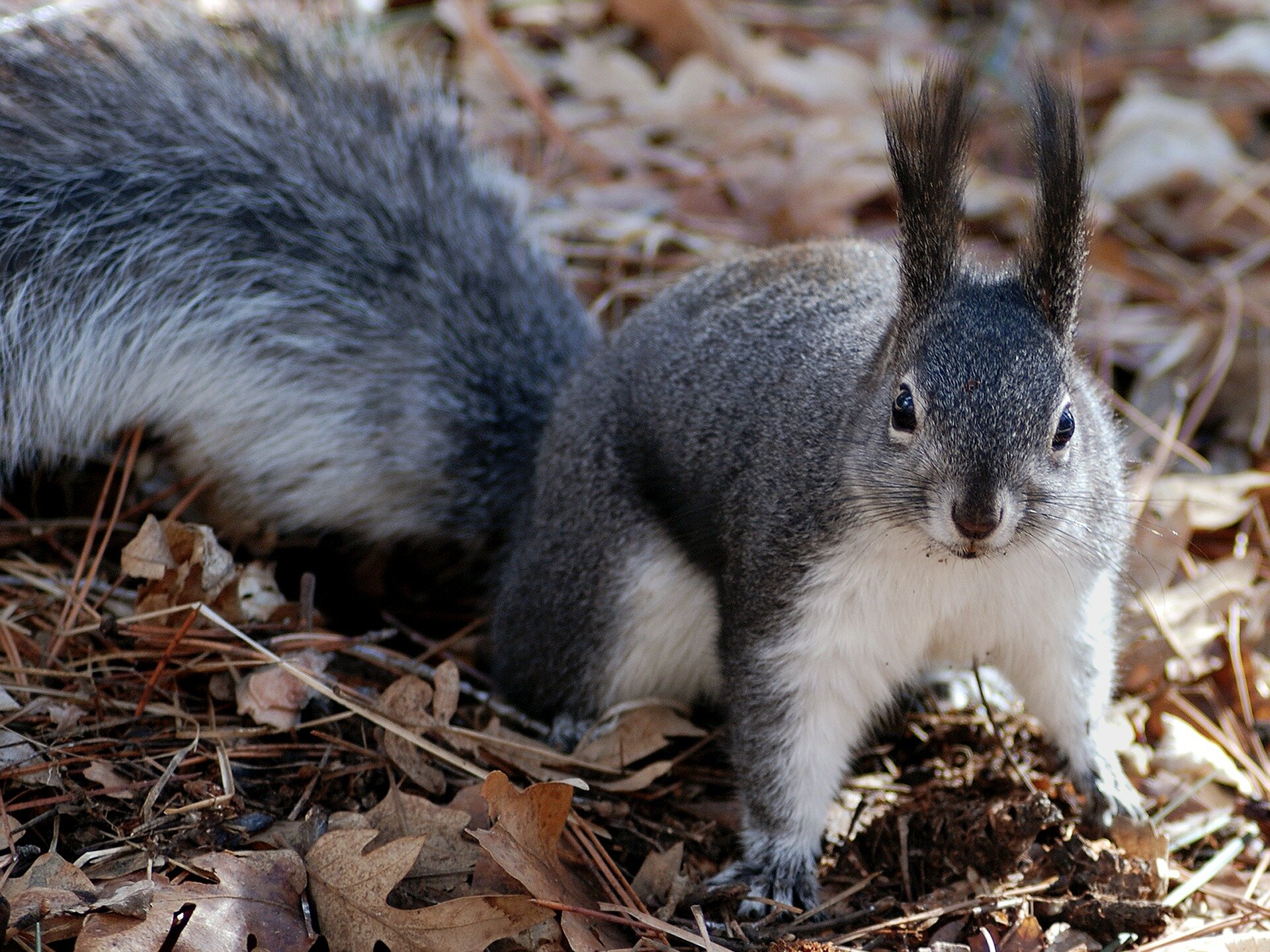 Parasite carried by grey squirrels negatively impacts red squirrel behavior