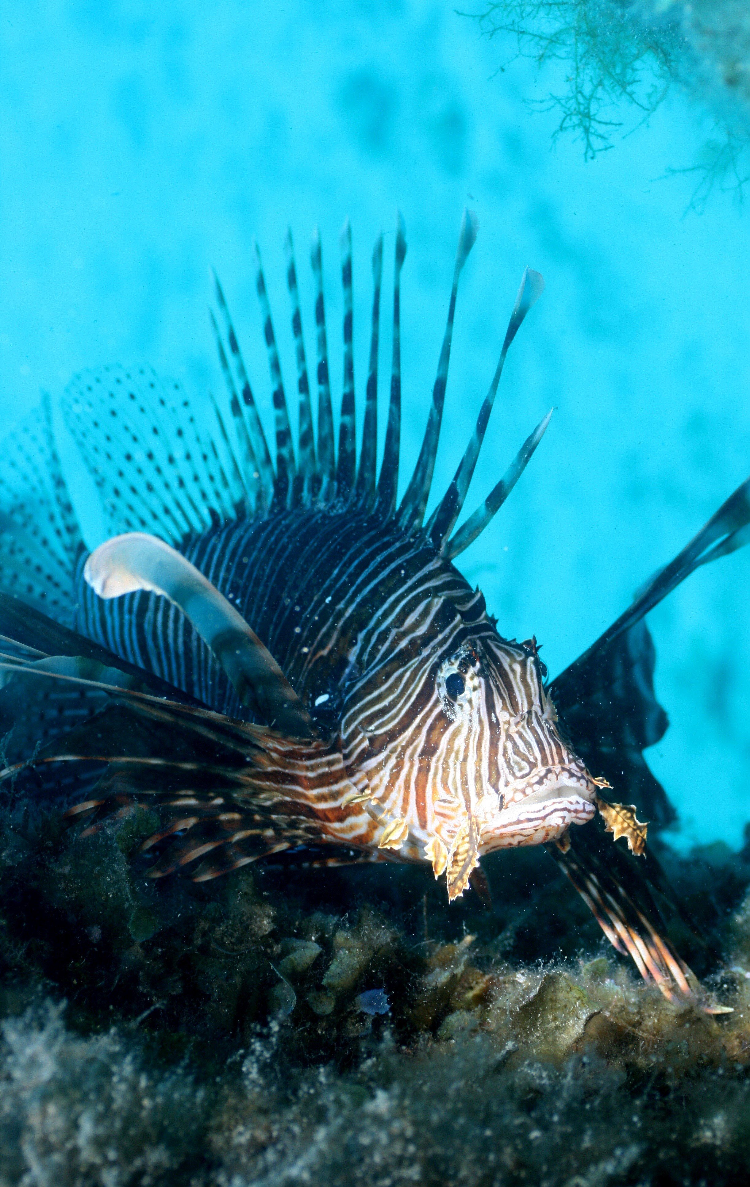 Invasive lionfish likely to become permanent residents in the Mediterranean