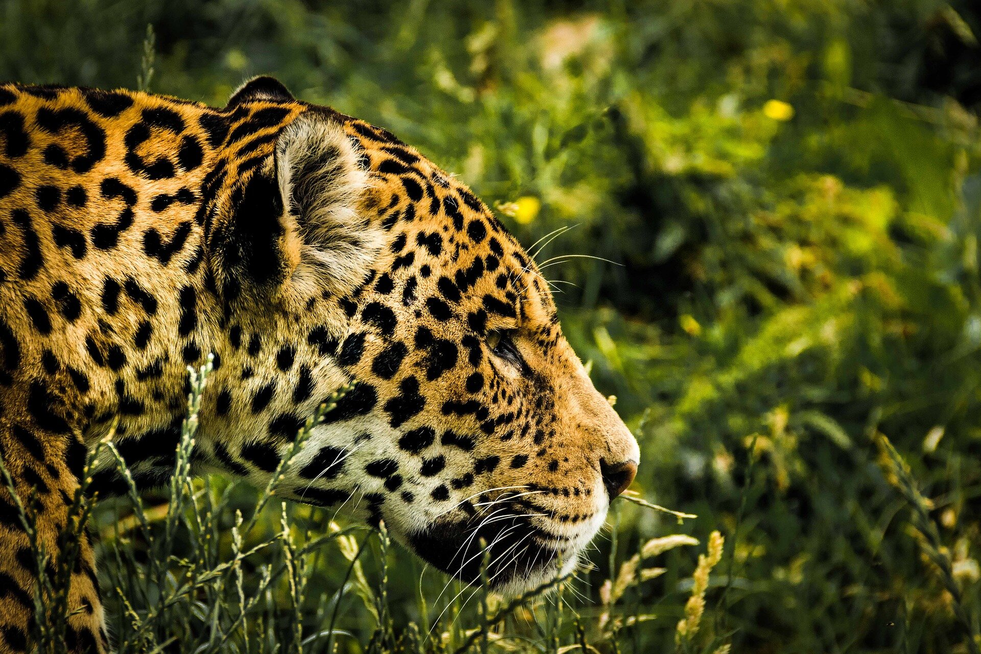 Now is the time to think about reintroducing jaguars into the US
