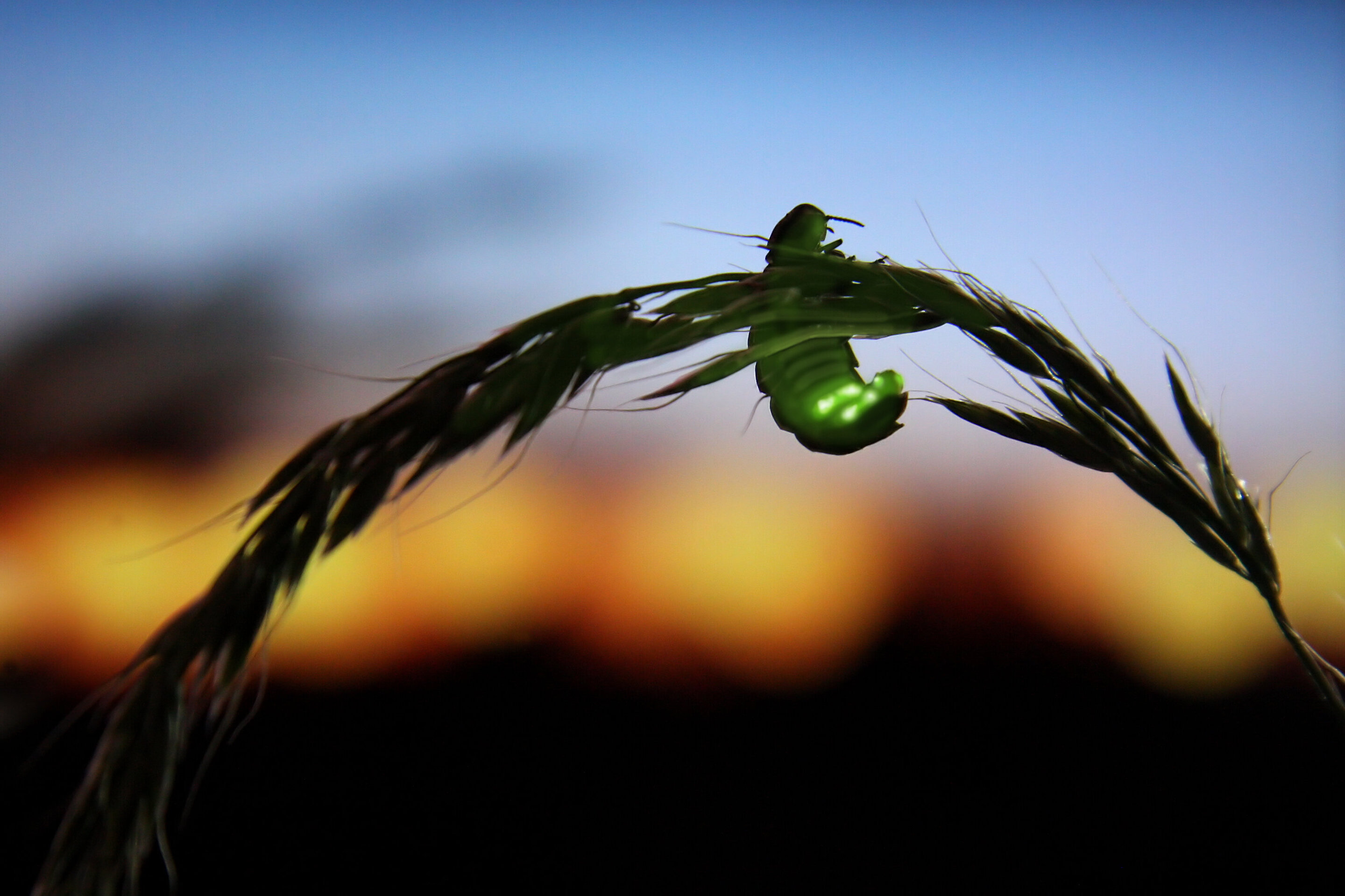Lights out? Fireflies face extinction threats of habitat loss, light pollution, pesticides