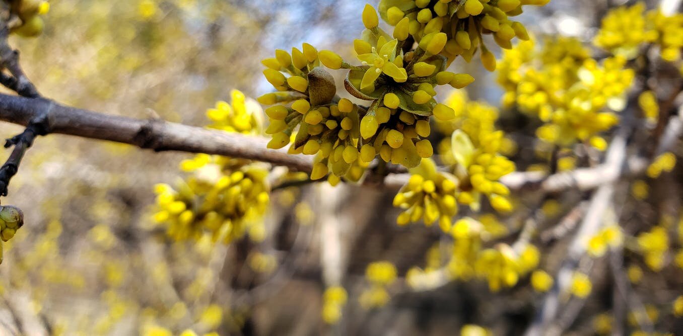 Longer growing seasons have a limited effect on combating climate change