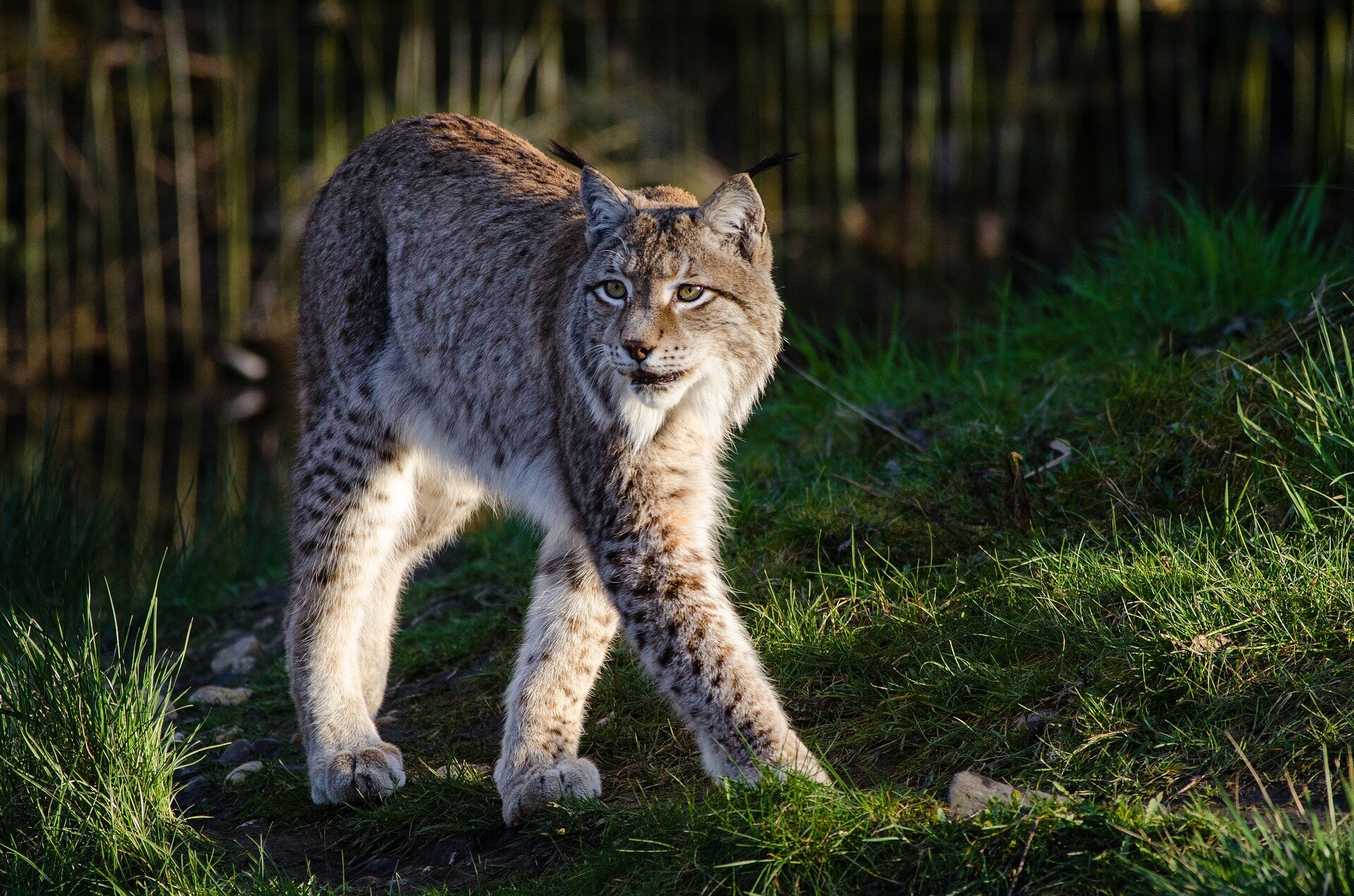 Canada lynx disappearing from Washington state