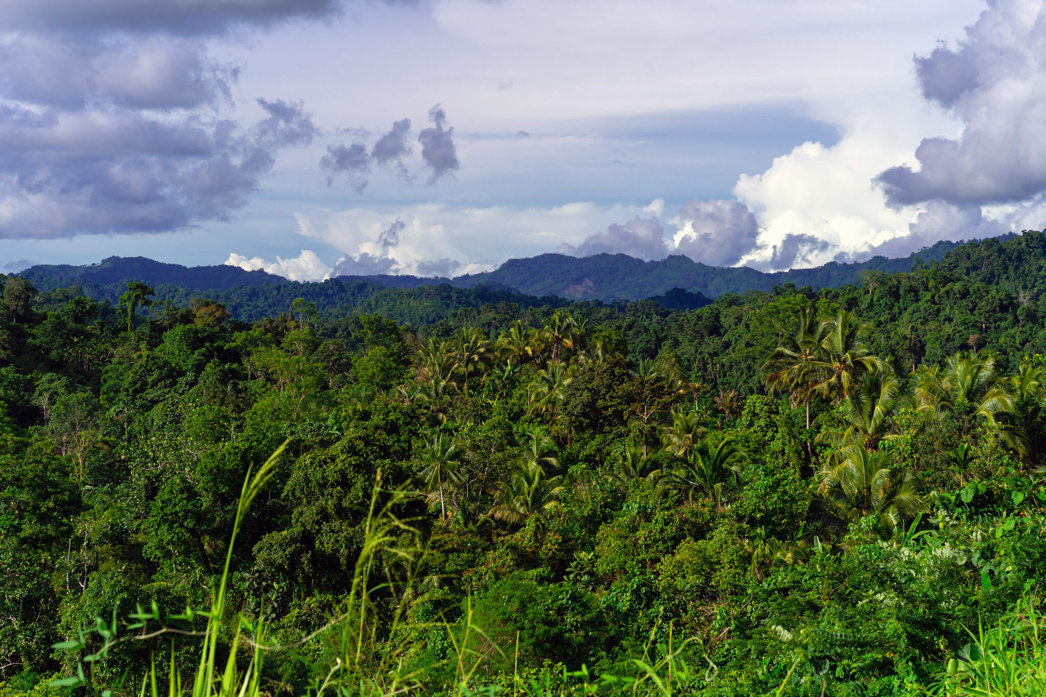 New Guinea has the world's richest island flora