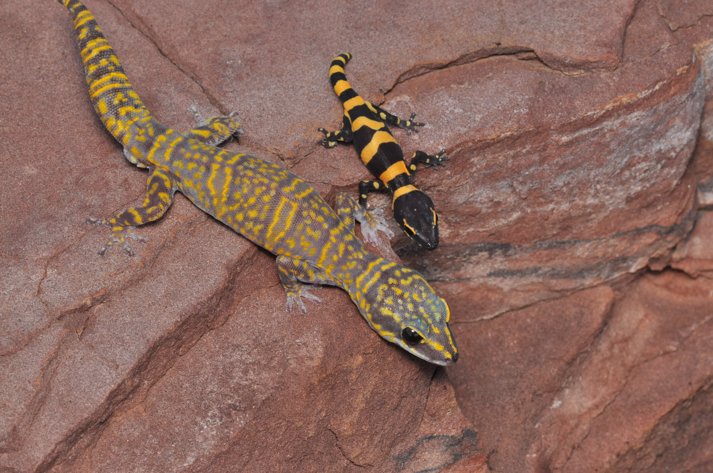 New velvet gecko discovered on one of Australia's northern islands