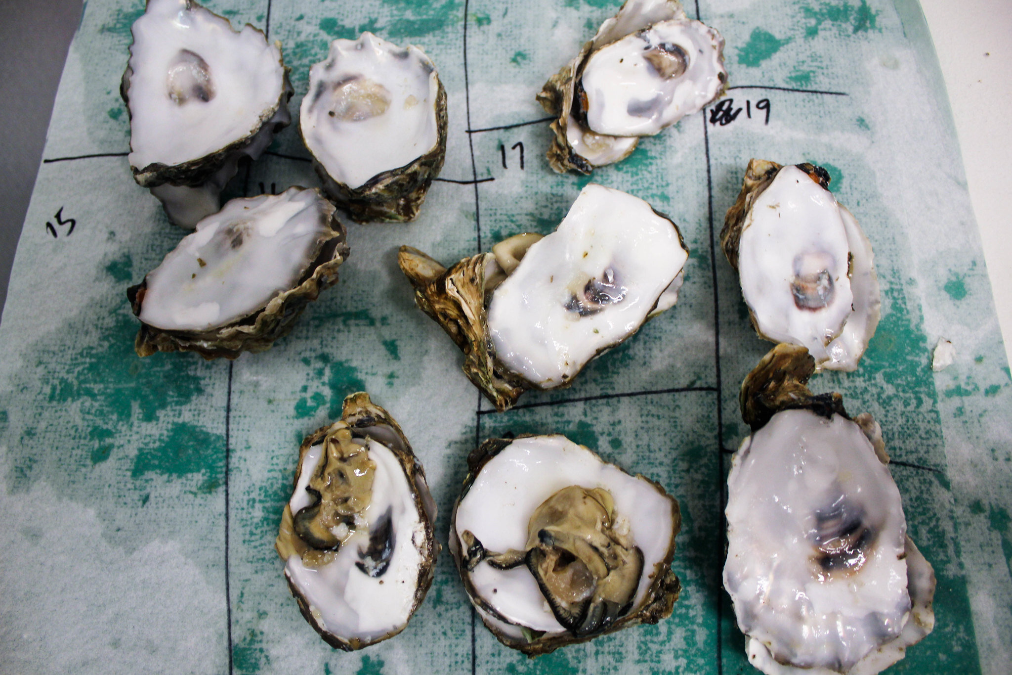 Ocean acidification impacts oysters' memory of environmental stress