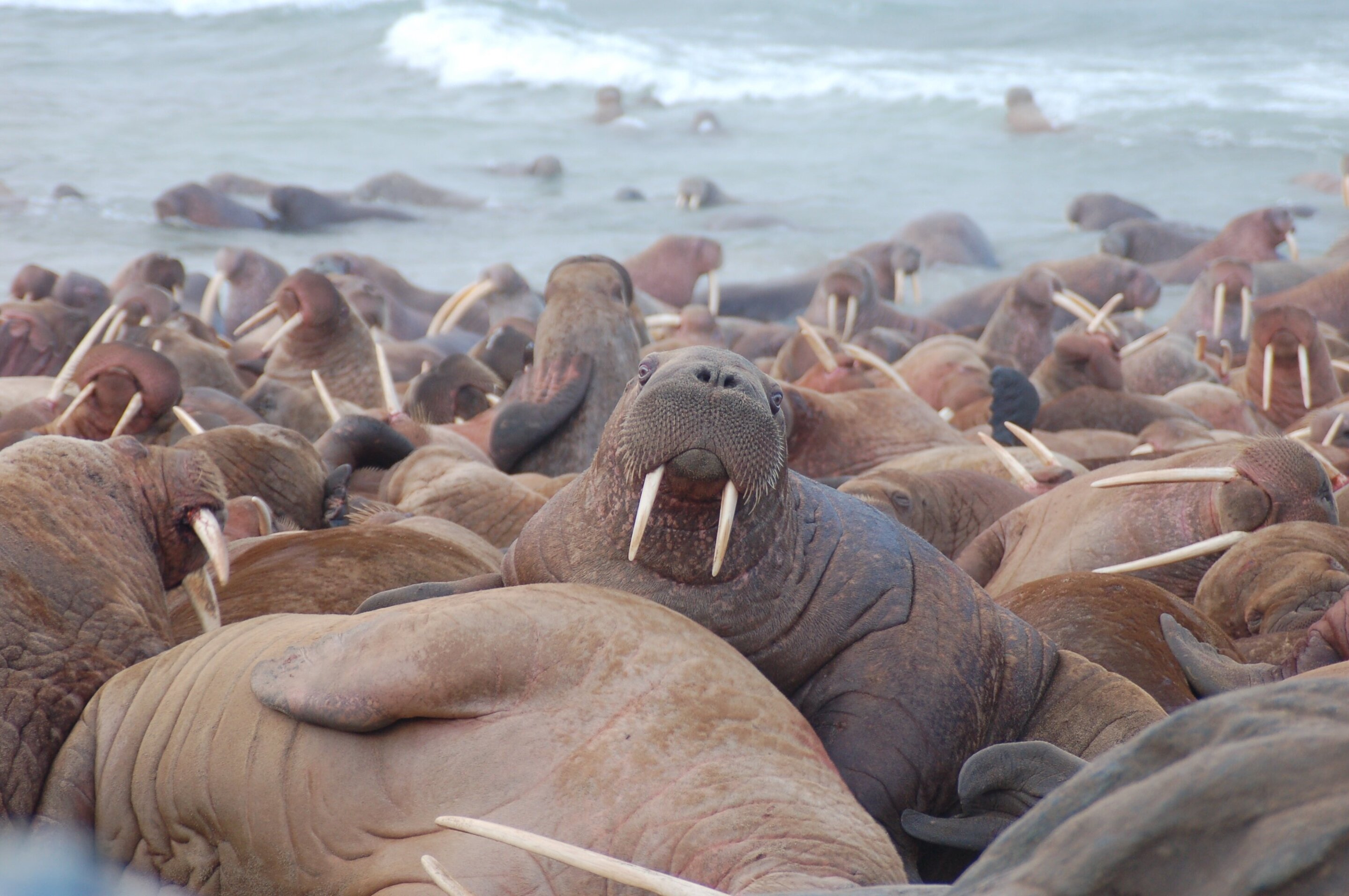 Scientists listen to whales, walruses, seals in a changing arctic seascape