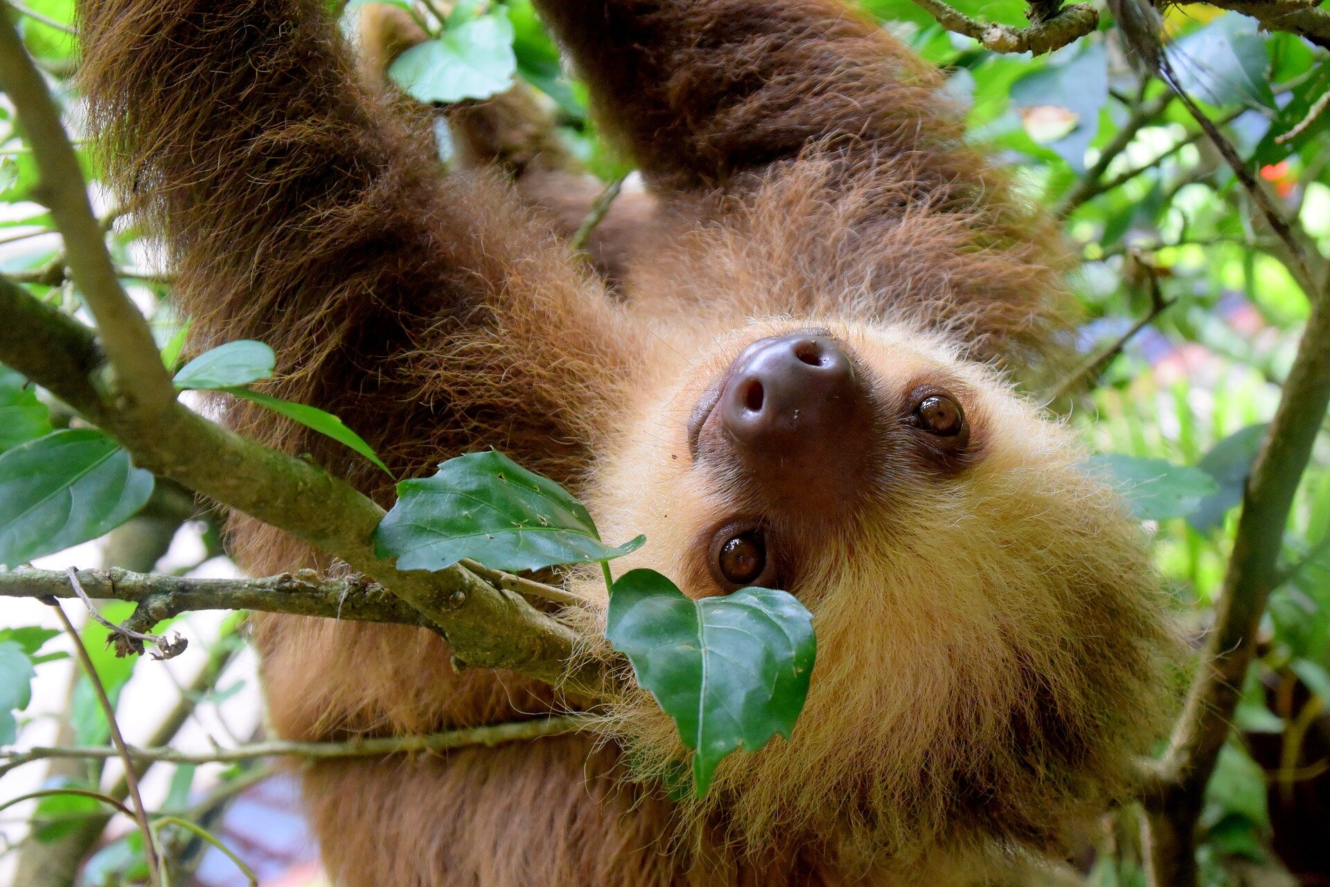 New study takes closer look at how environment affects daily life of brown-throated three-toed sloth