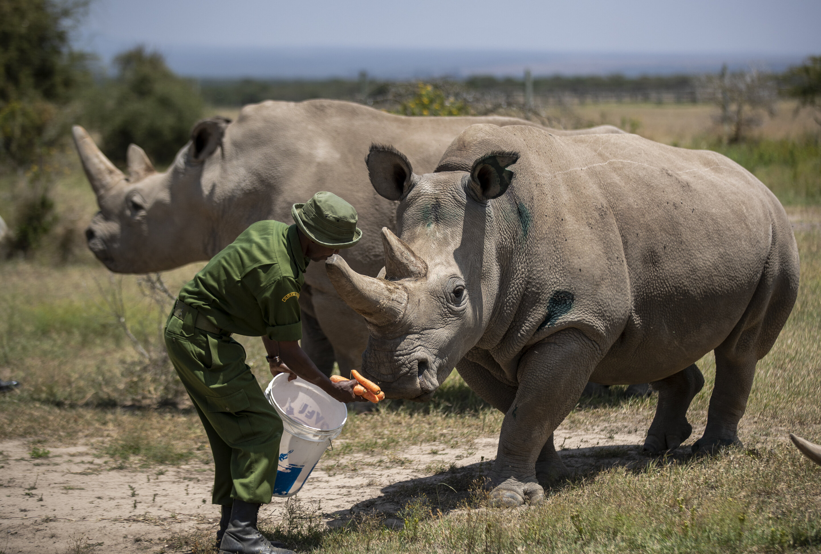 Virus stalls work to keep alive a rare rhino subspecies