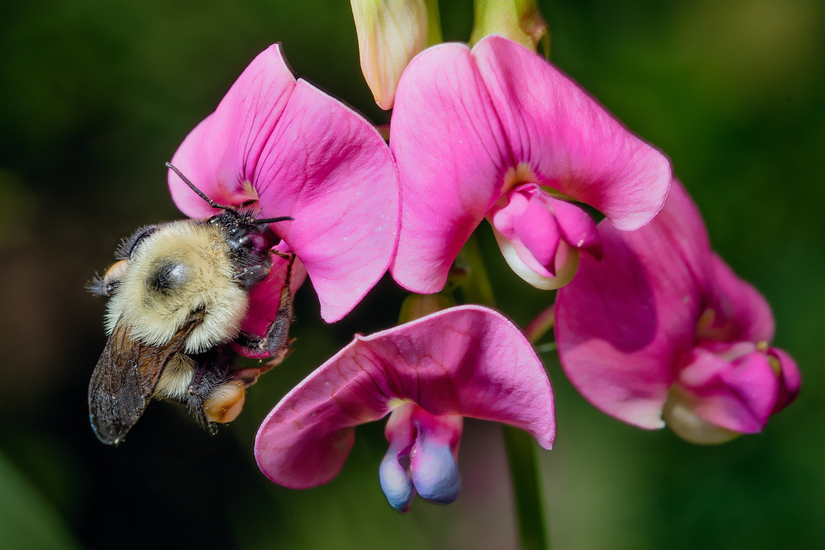 Why bumble bees are going extinct in time of 'climate chaos'