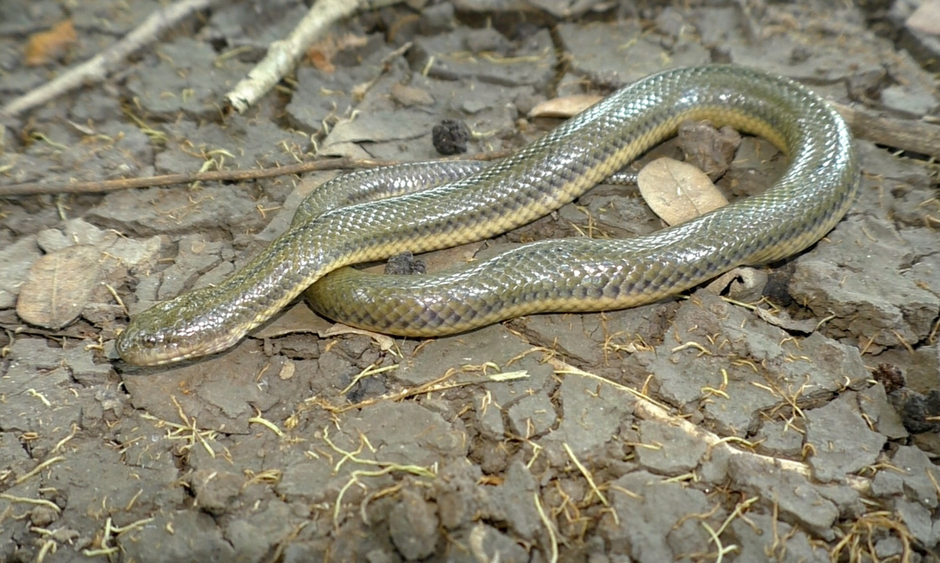 New snake species and genus discovered in Myanmar