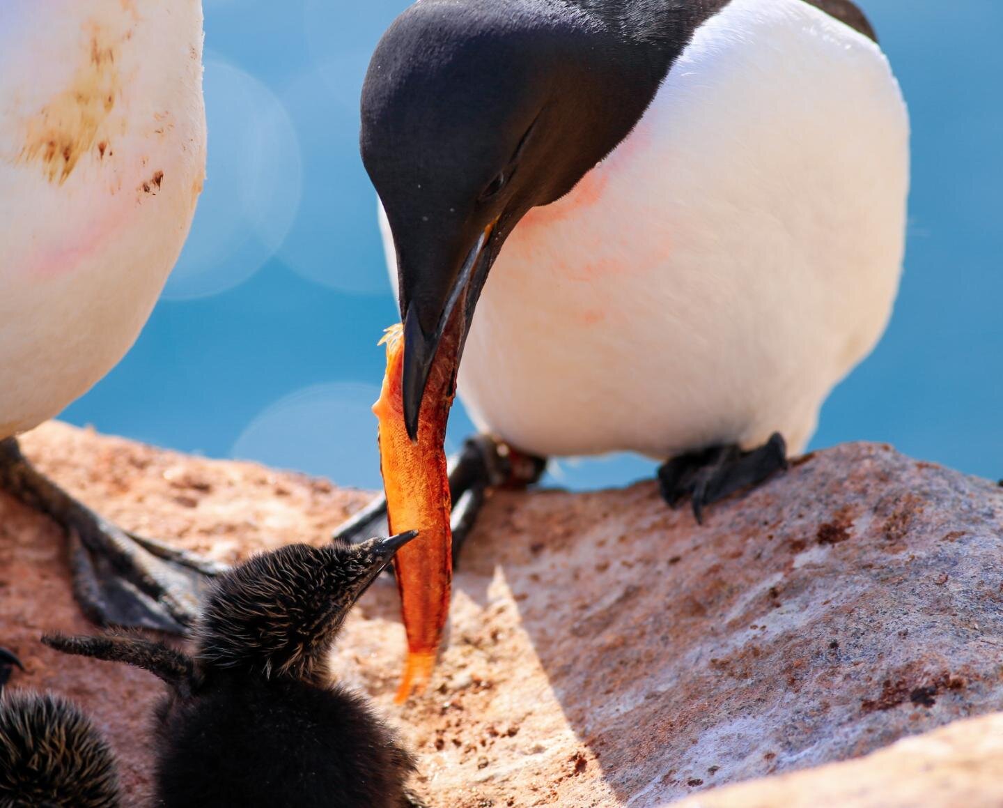 Arctic seabirds are less heat tolerant, more vulnerable to climate change
