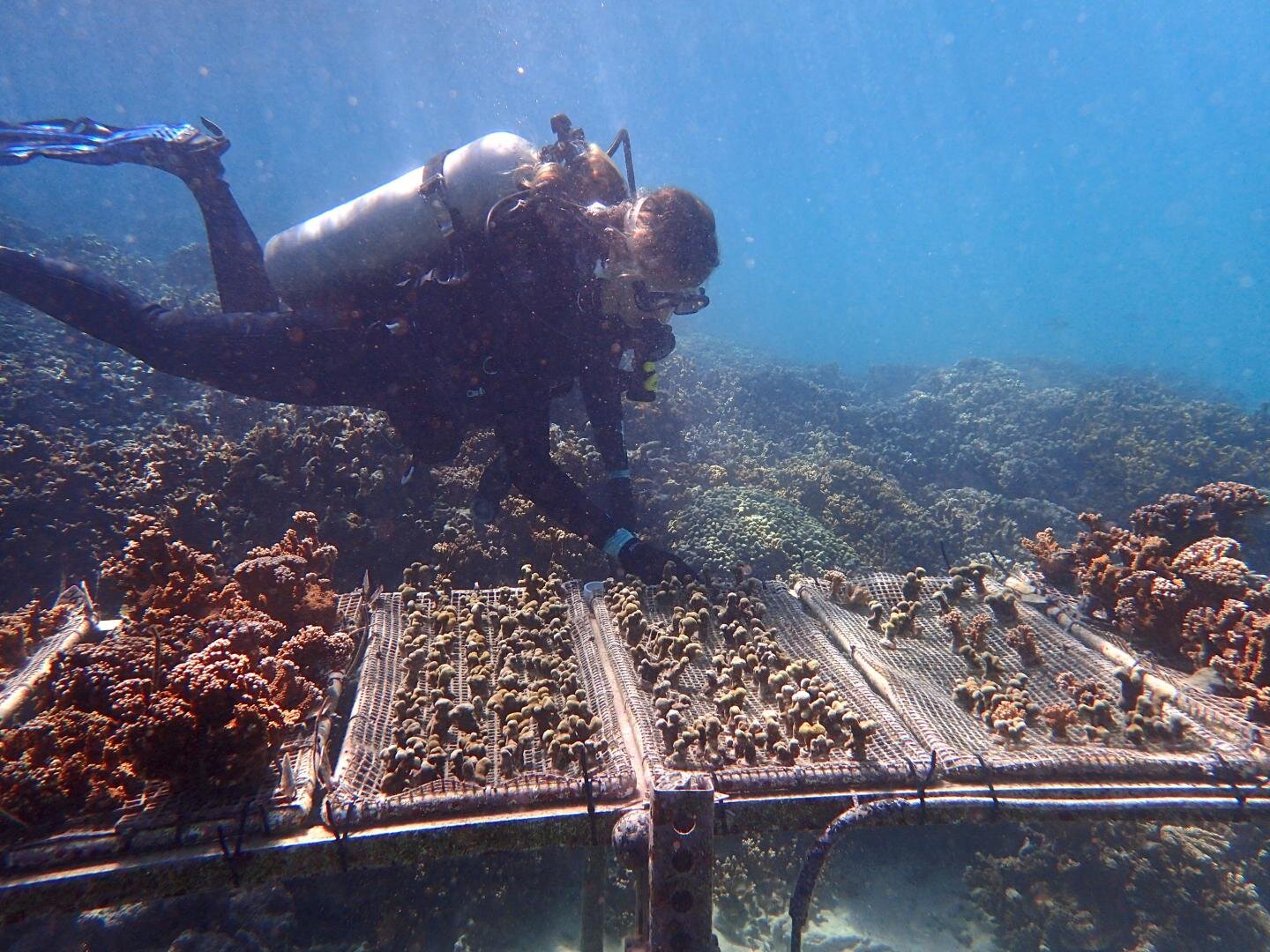 Climate change-resistant corals could provide lifeline to battered reefs