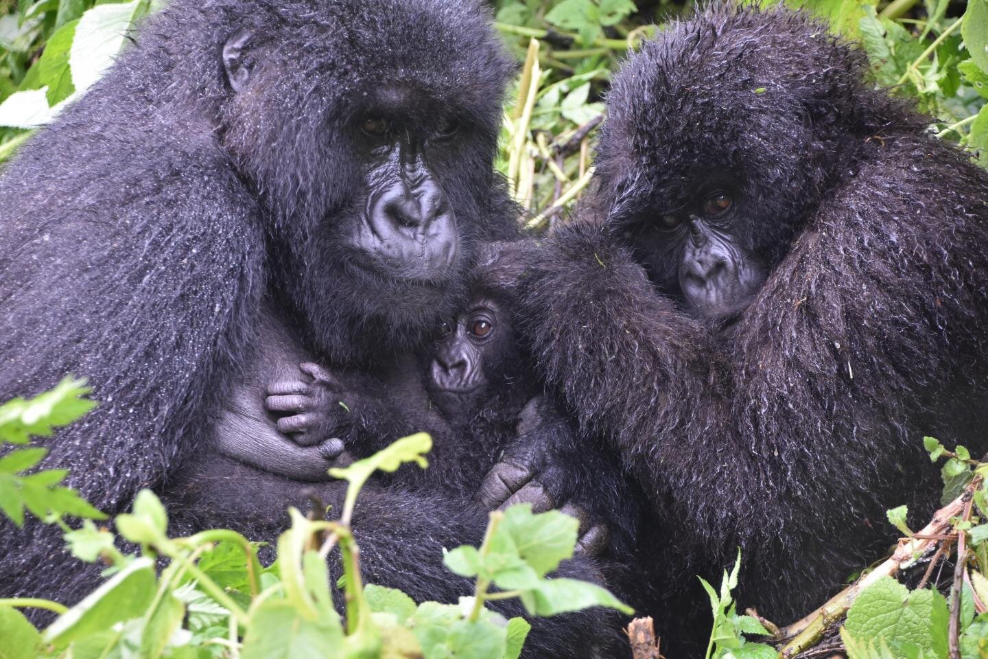 Conservation success leads to new challenges for endangered mountain gorillas