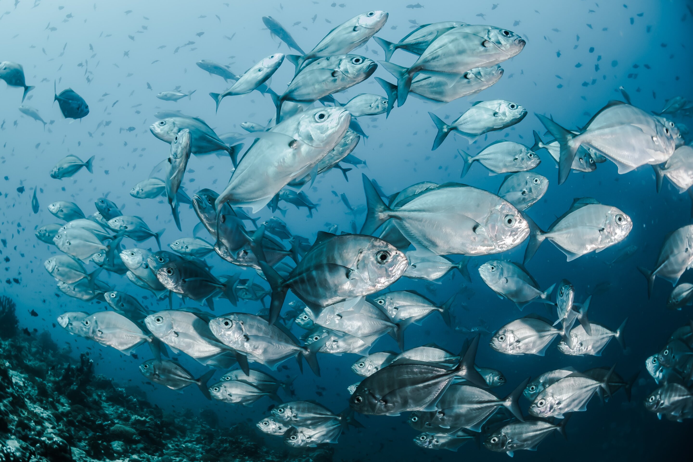 Fish consumption still safe despite initial fears over mercury levels