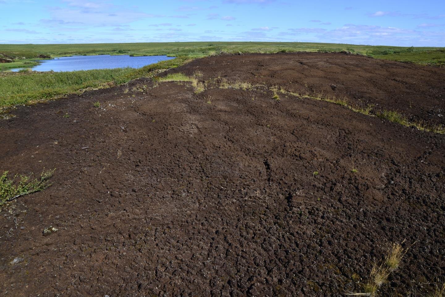 Historical climate effects of permafrost peatland surprise researchers