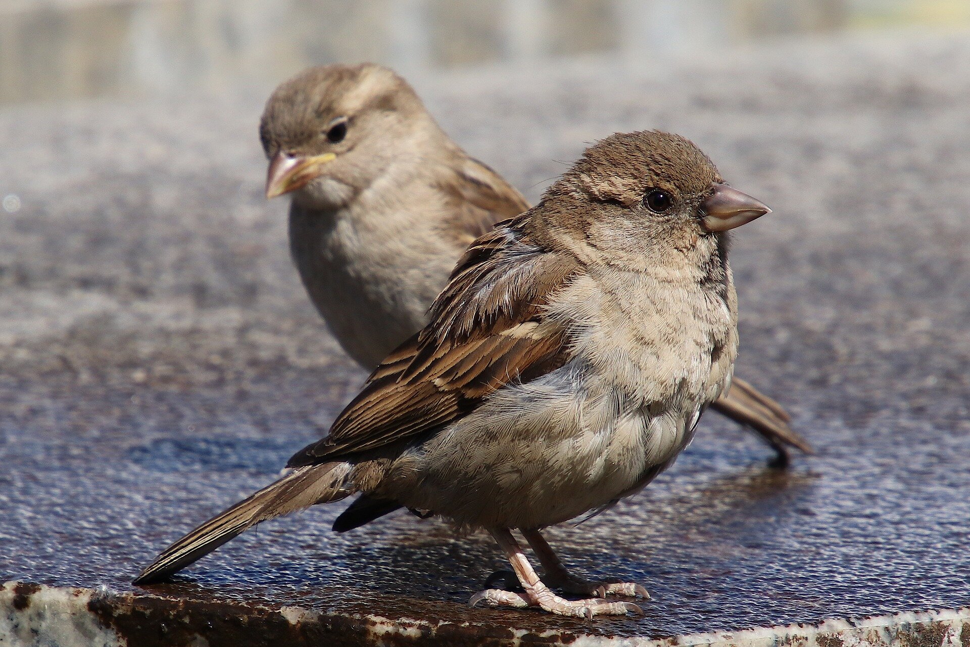 Noise pollution reduces the reproductive success of the house sparrow