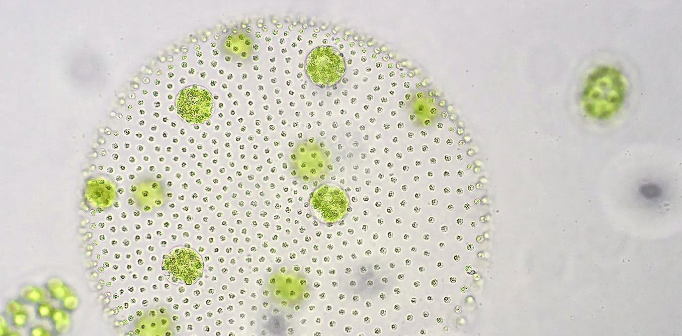 Inside the world of tiny phytoplankton: Microscopic algae that provide most of our oxygen