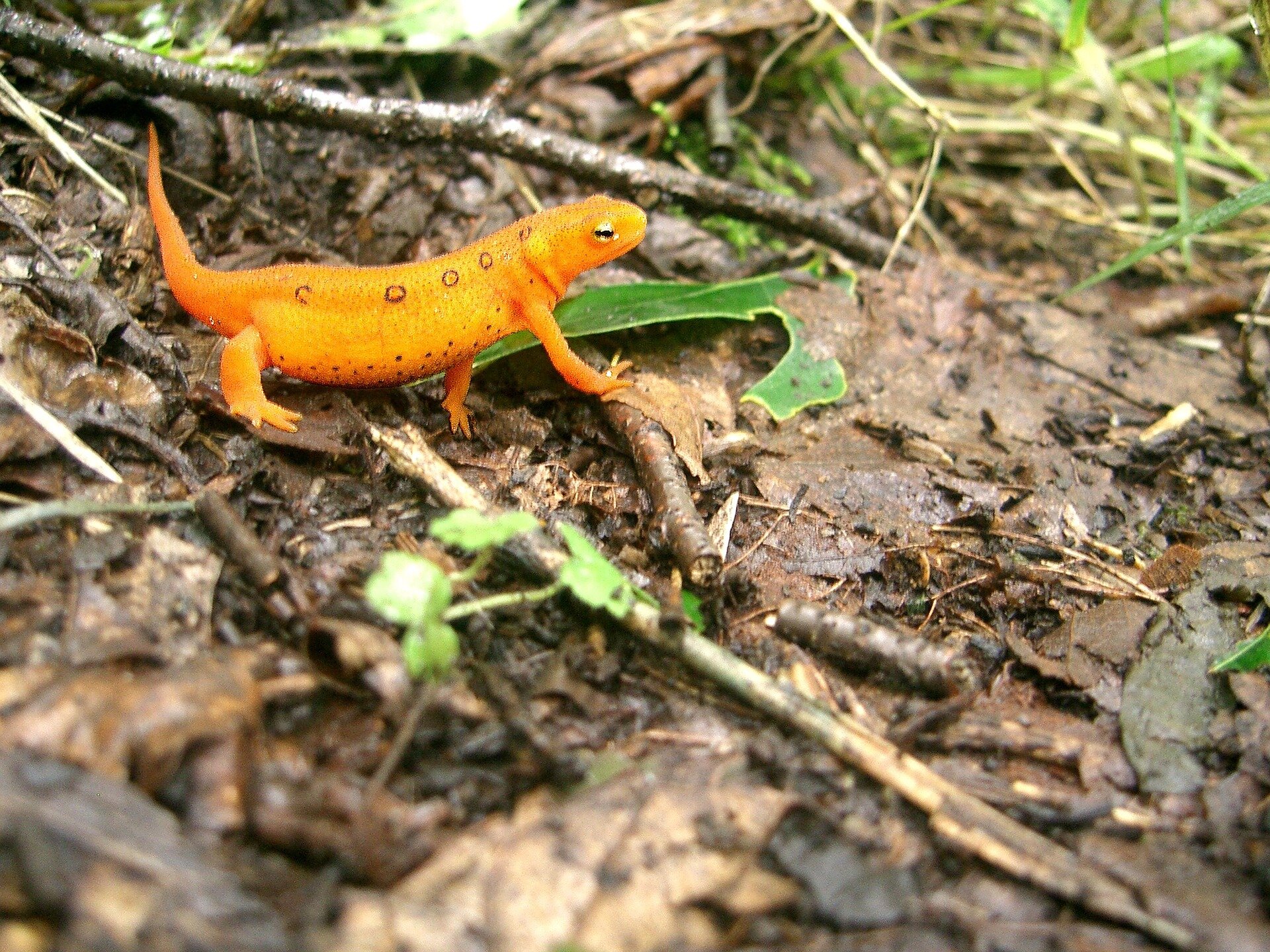 Temperature affects susceptibility of newts to skin-eating fungus