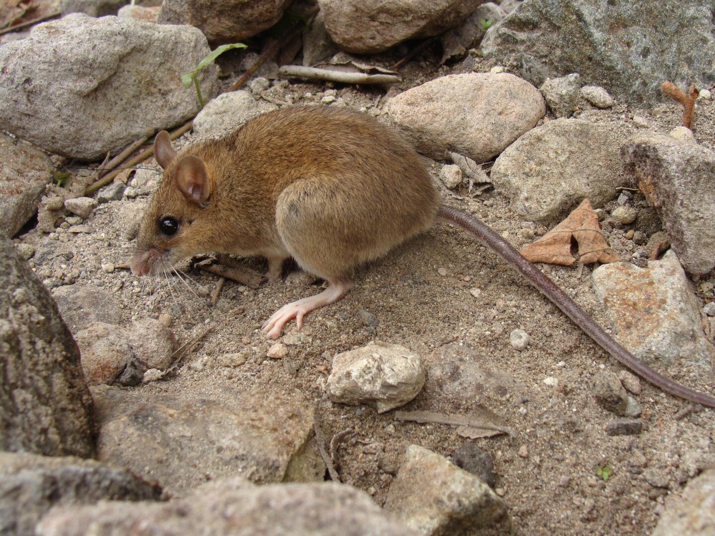 Rediscovery of the 'extinct' Pinatubo volcano mouse