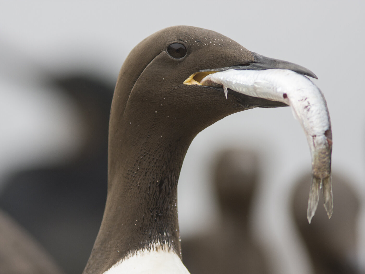 Seabirds face dire threats from climate change, human activity—especially in Northern Hemisphere