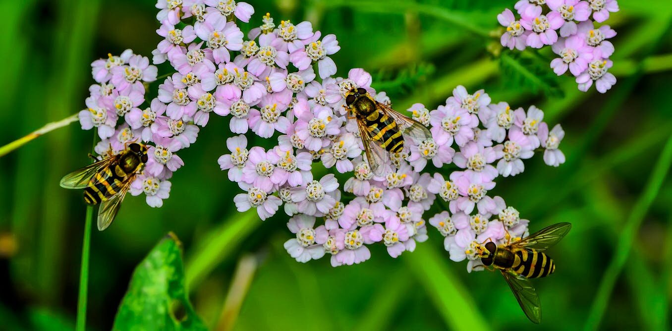 3 tips to help you create a thriving pollinator-friendly garden